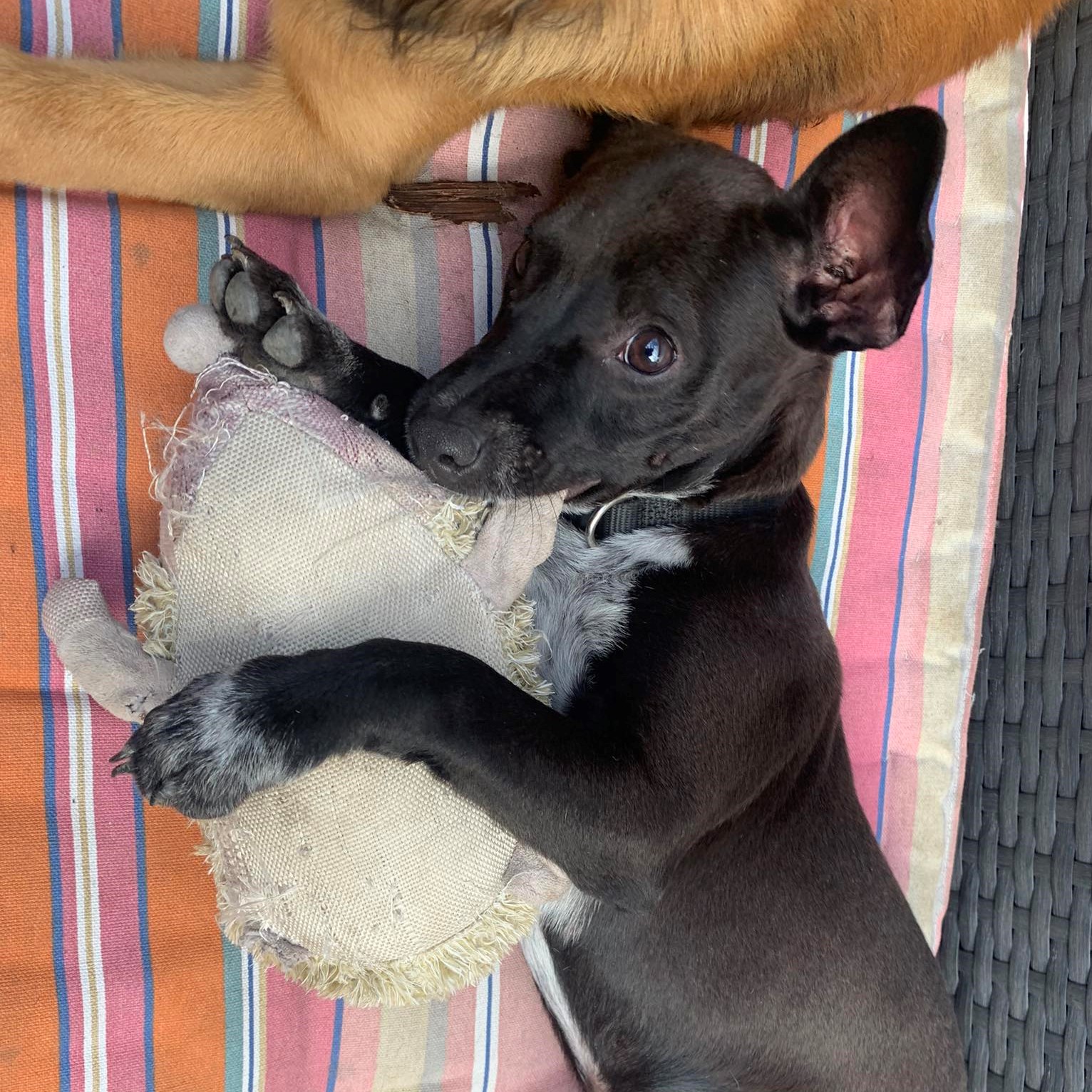 chien noir couché sur le flanc qui joue avec une peluche