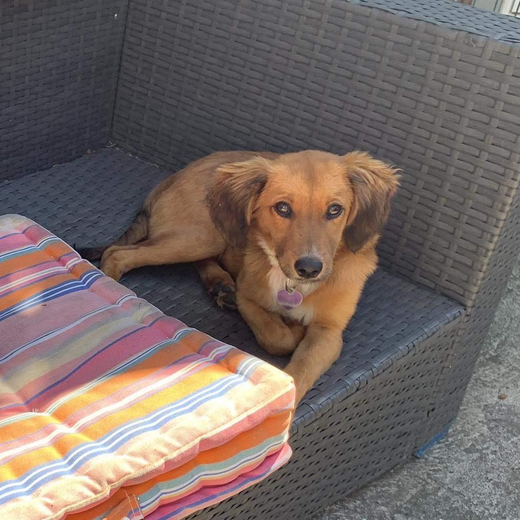 chiot fauve et blanc sur un canapé d'extérieur