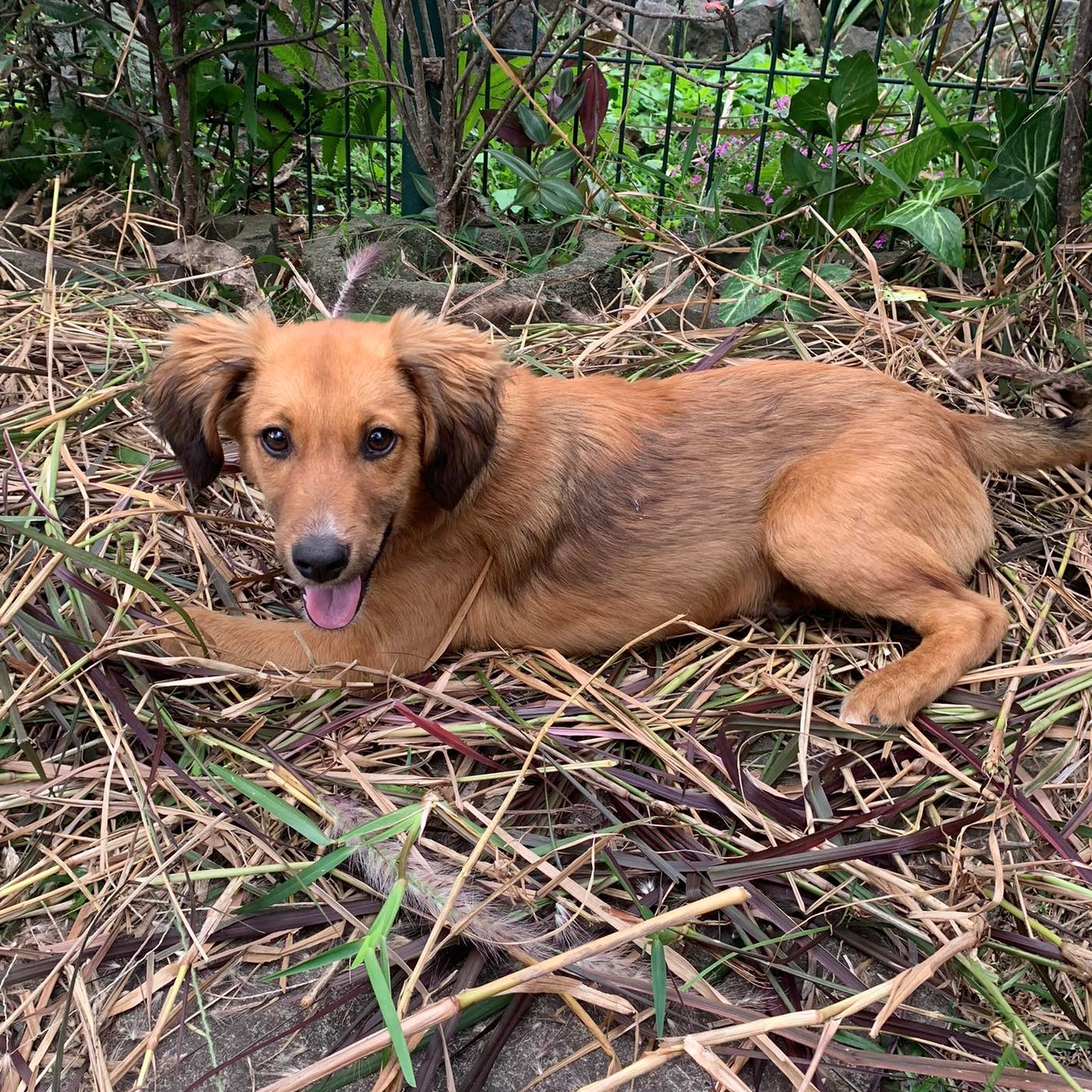 chiot fauve avec le bout des oreilles noir