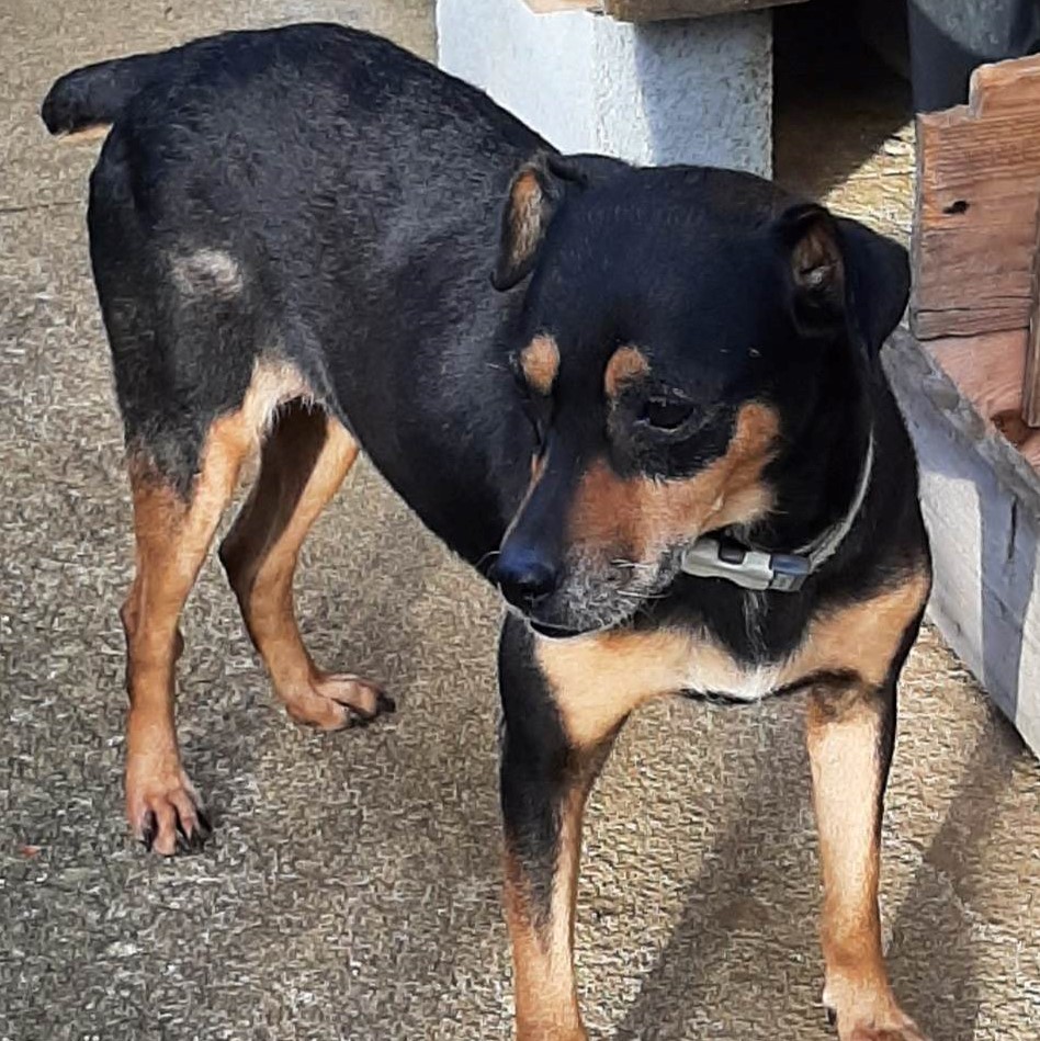 chien noir et feu type pinscher debout