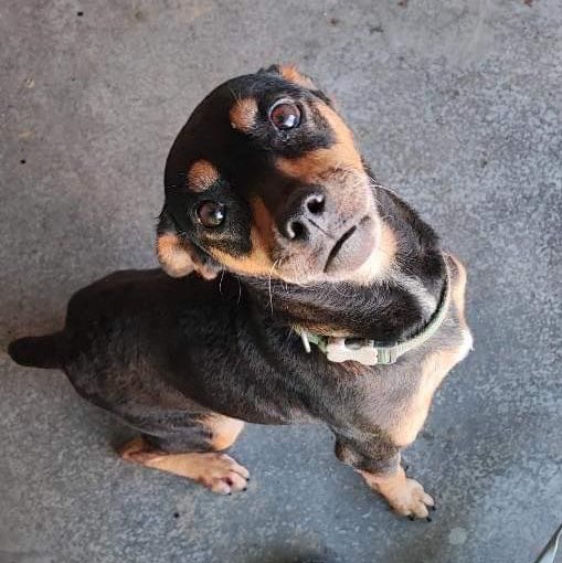 chien noir et feu type pinscher assis qui regarde l'objectif