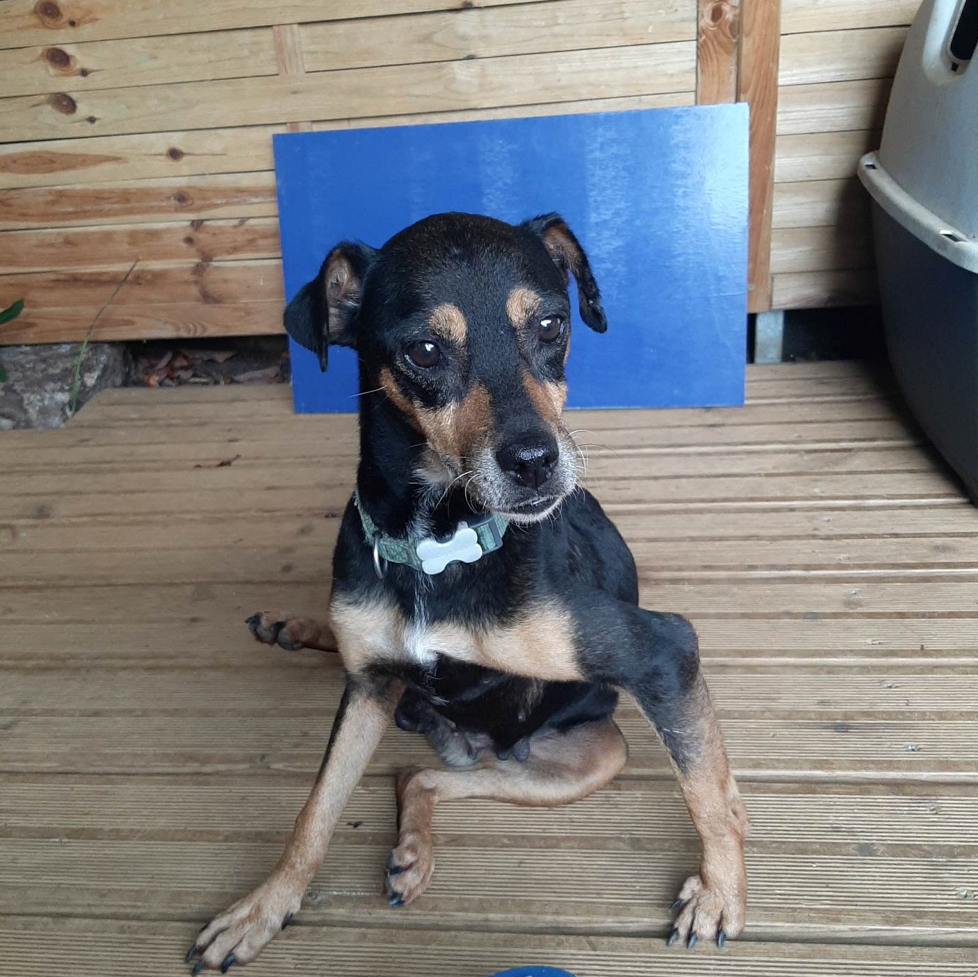 chien noir et feu type pinscher assis