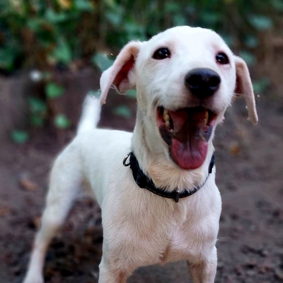 chien de type jack russel