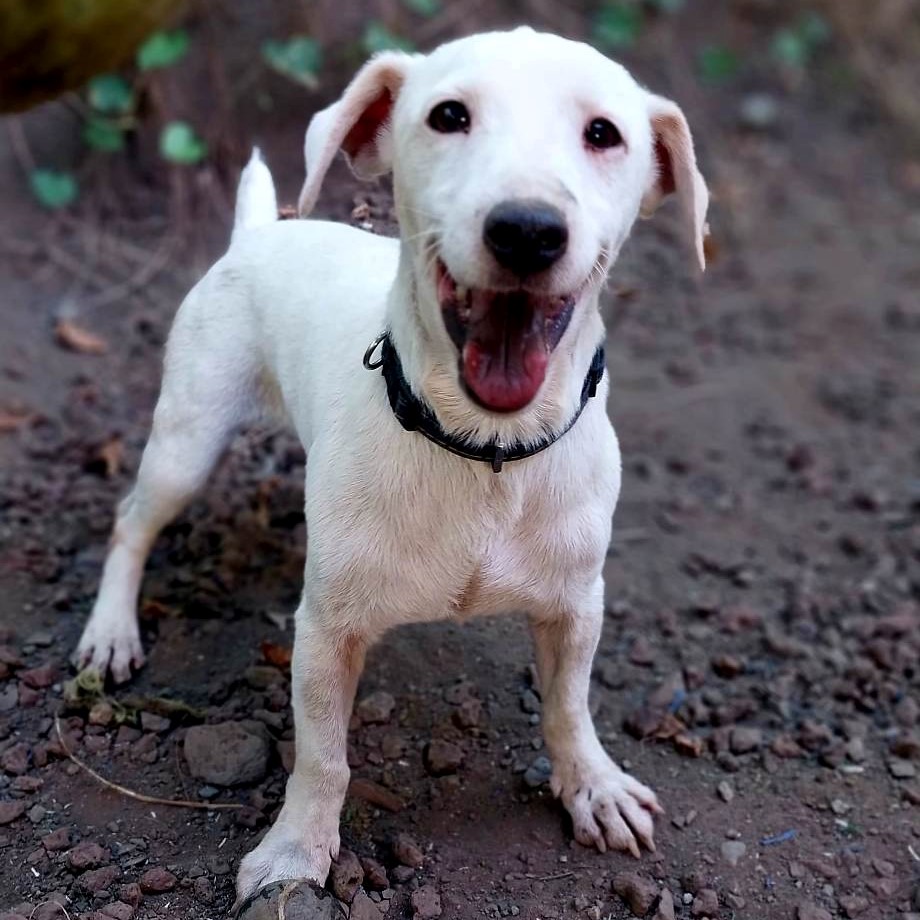 chien de type jack russel