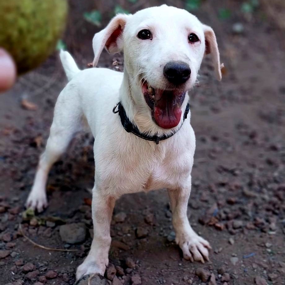 chien de type jack russel