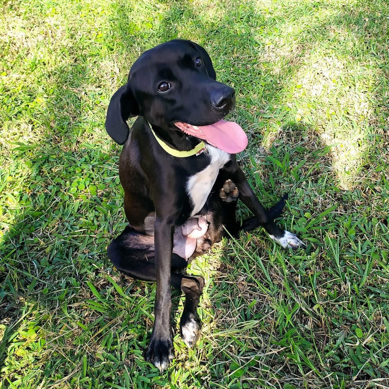 chien noir au plastron blanc assis dans l'herbe qui semble sourire