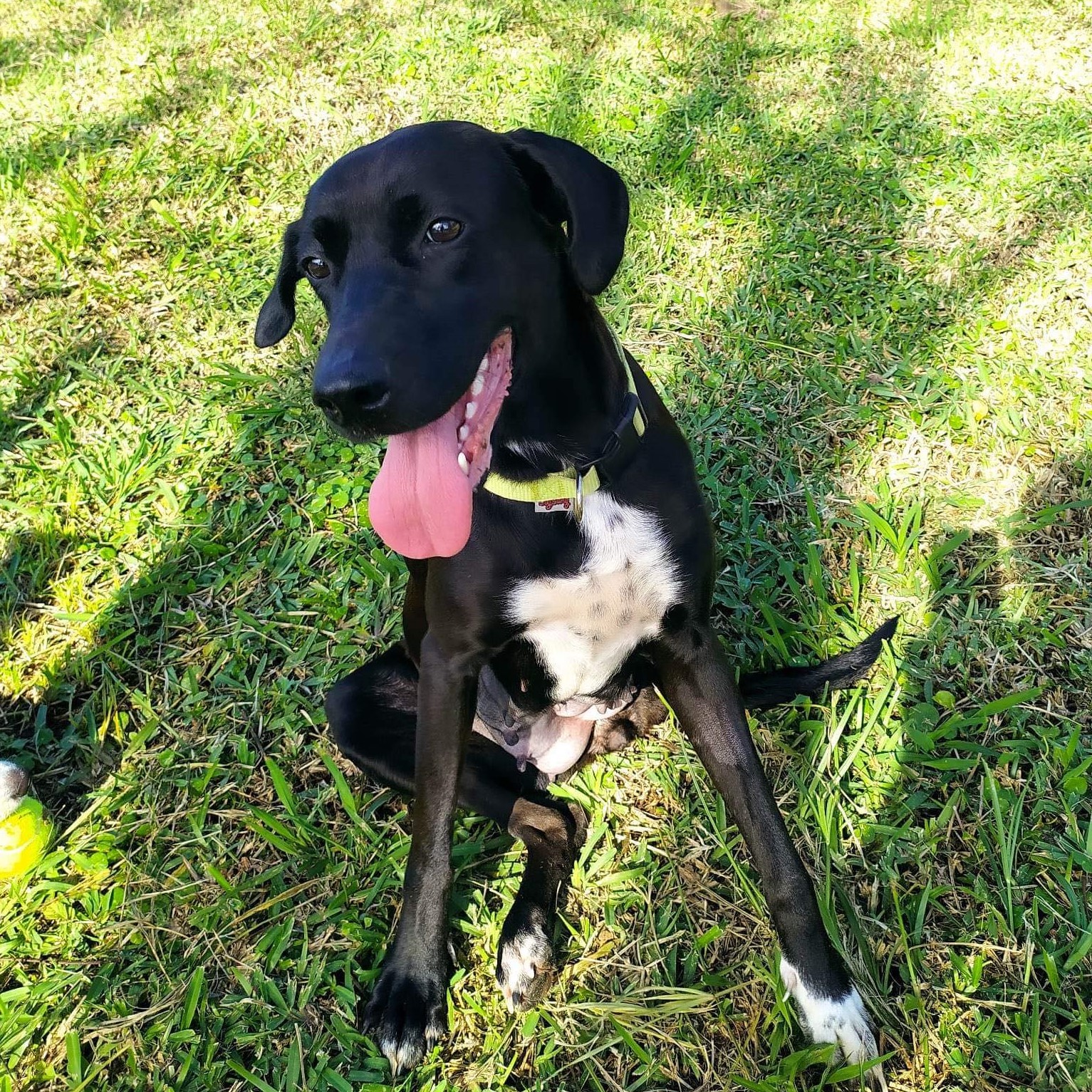 chien noir au plastron blanc assis dans l'herbe qui semble sourire