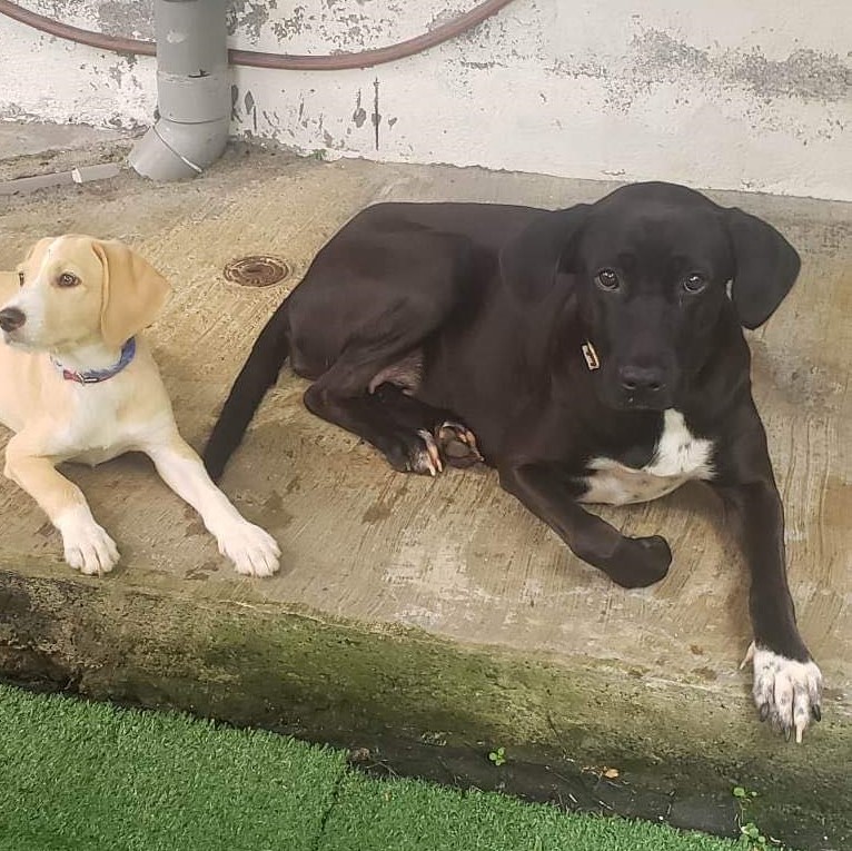 chien noir au plastron blanc couché sur une dalle de béton