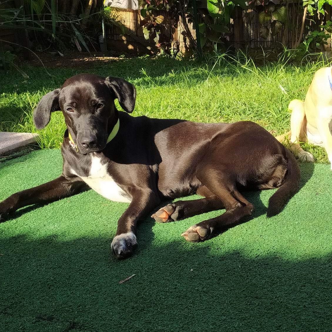 chien noir au plastron blanc couché sur le flanc sur une pelouse synthétique