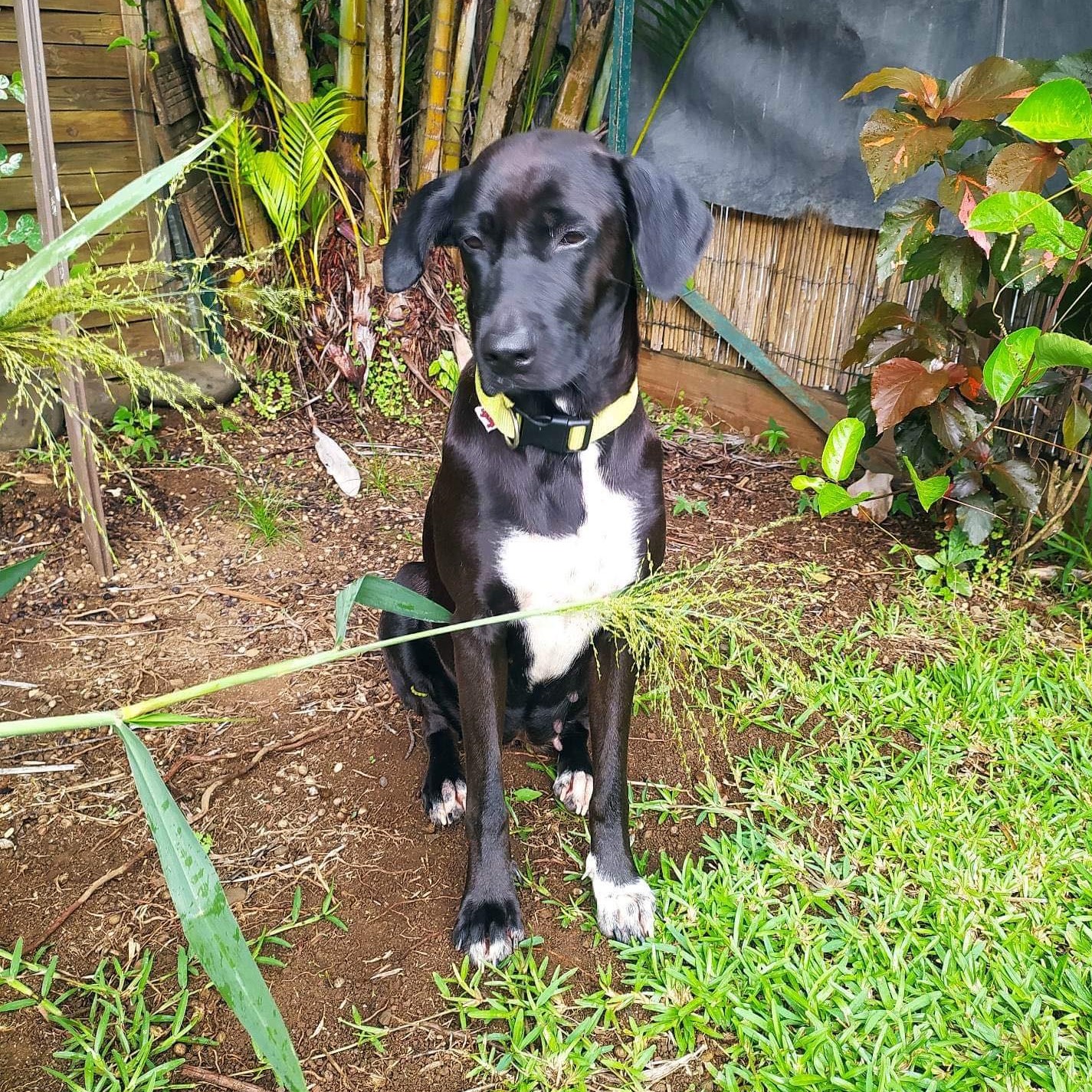 chien noir et blanc avec un collier jaune assis en extérieur qui regarde sur le côté