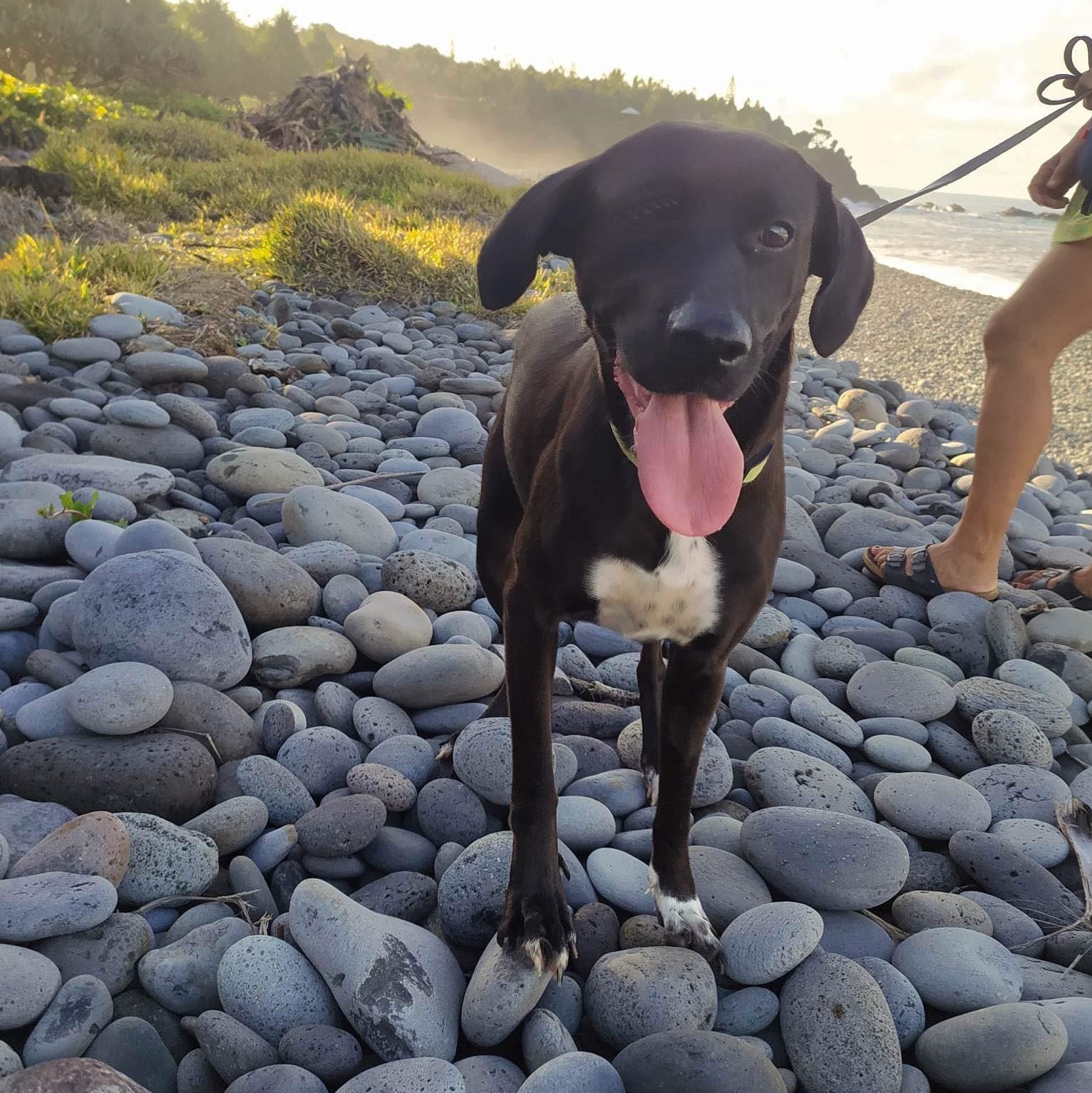 chien noir et blanc debout de face sur des galets