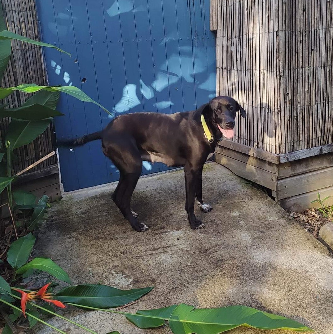 chien noir debout devant une porte bleue, de profil