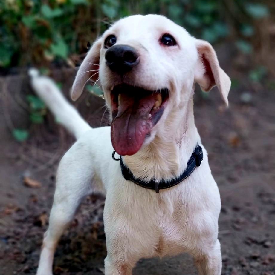 chien de type jack russel