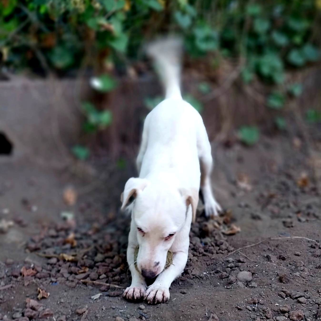 chien jack russel blanc qui s'étire